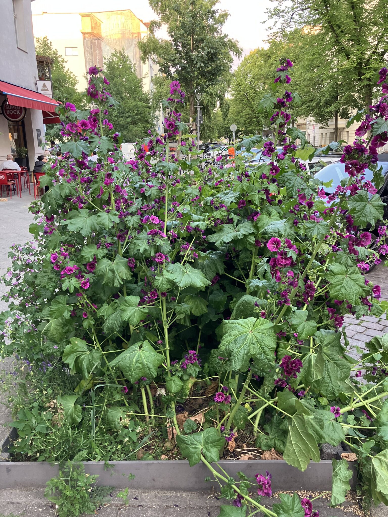 Eine Baumscheibe in der Goethestraße mit prächtigen Stockrosen.