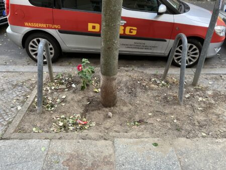 Eine einzige kleine Stockrose auf einer ansonsten traurig kargen Baumscheibe.