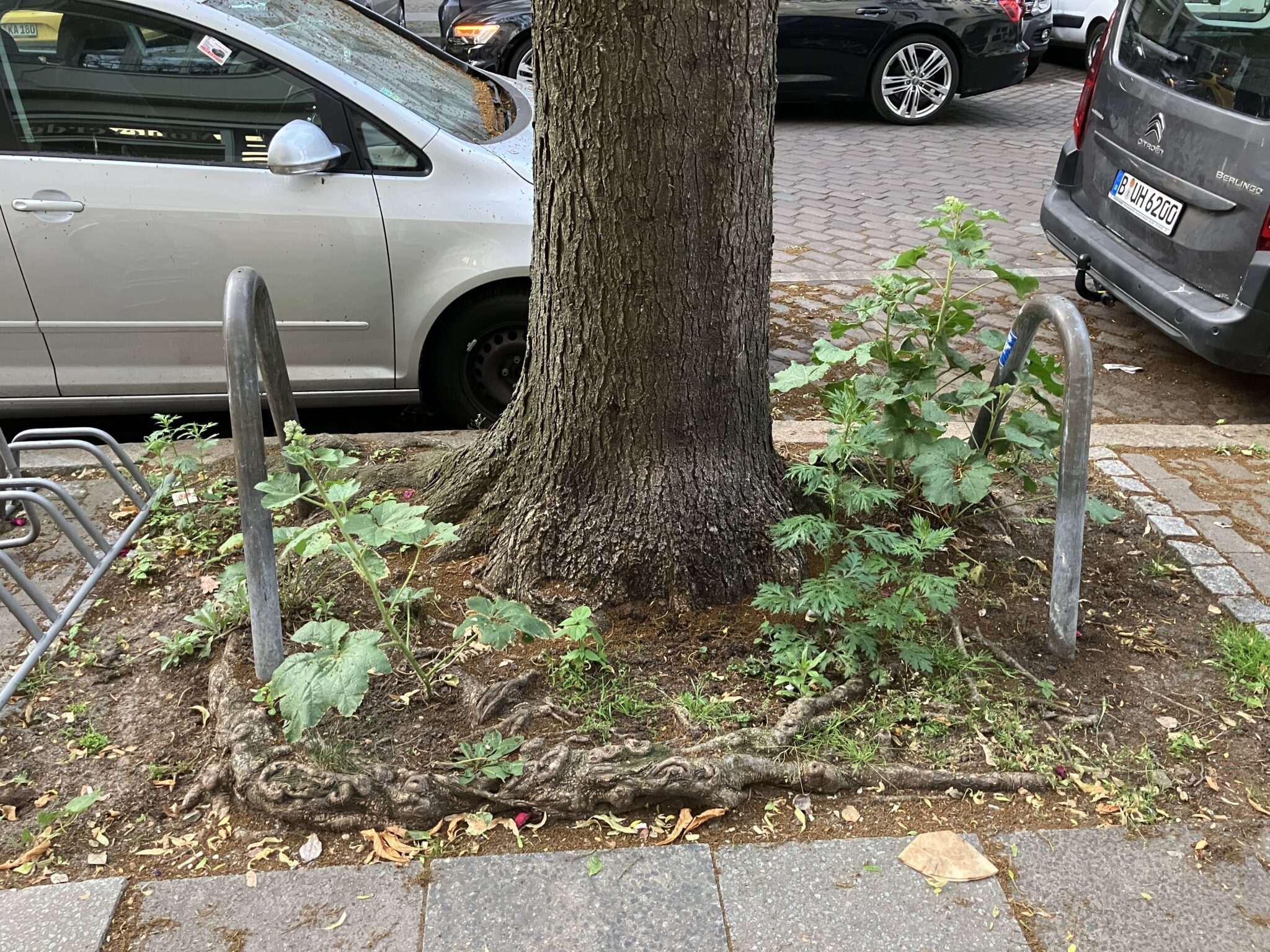 Baumscheibe in der Pestalozzistraße mit schwachen Stockrose.